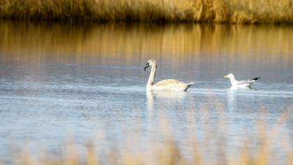 Mute Swan