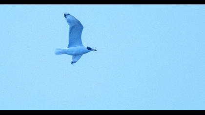 Büyük karabaş martı