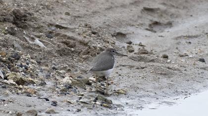 Common Sandpiper