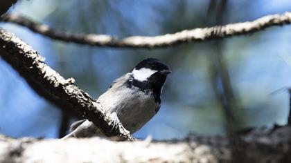 Coal Tit