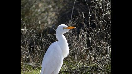 Western Cattle Egret