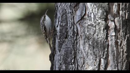 Bahçe tırmaşıkkuşu