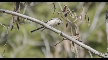 Uzunkuyruklu baştankara