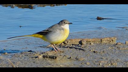 Dağ kuyruksallayanı