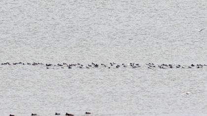 Smew