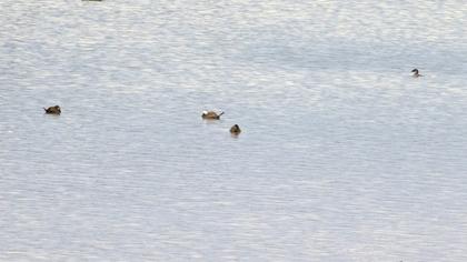 White-headed Duck
