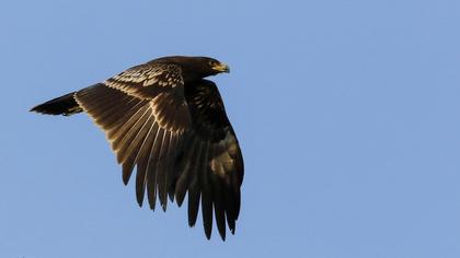 Greater Spotted Eagle