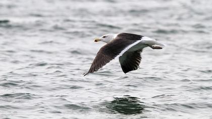Büyük karasırtlı martı