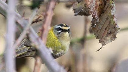 Sürmeli çalıkuşu