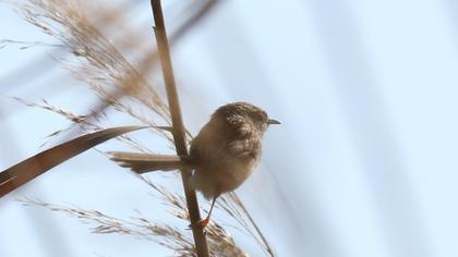 Dikkuyruklu ötleğen