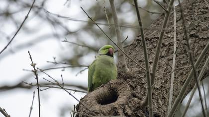 Rose-ringed Parakeet