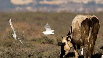 Sığır balıkçılı