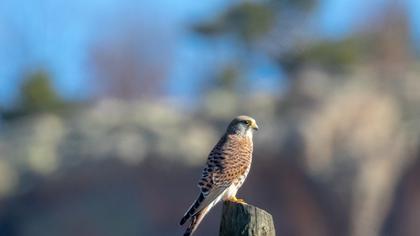Common Kestrel