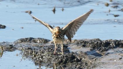 Kızılgerdanlı incirkuşu
