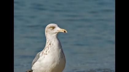 Kuzey gümüş martı