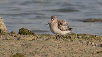 Kıyı çamurçulluğu
