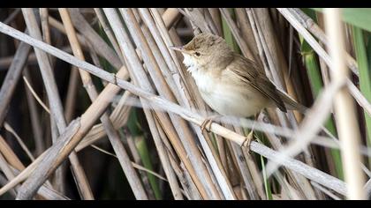Çalı kamışçını