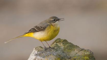 Grey Wagtail