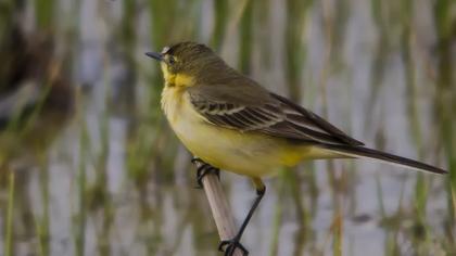 Sarı kuyruksallayan