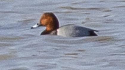 Common Pochard