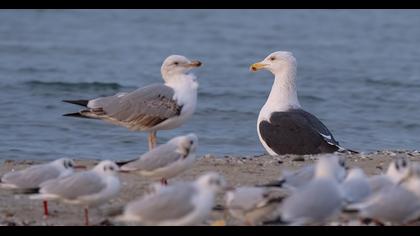 Büyük karasırtlı martı