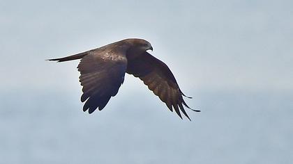 Black Kite