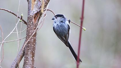 Long-tailed Tit