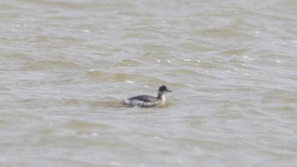 Karaboyunlu batağan