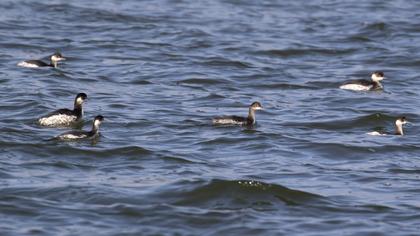 Karaboyunlu batağan