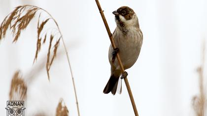 Bataklık Kirazkuşu