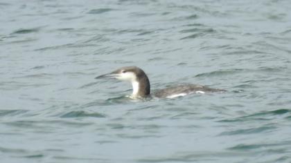 Karagerdanlı dalgıç