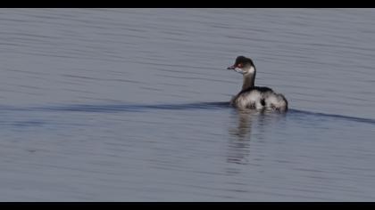 Karaboyunlu batağan