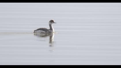 Karaboyunlu batağan