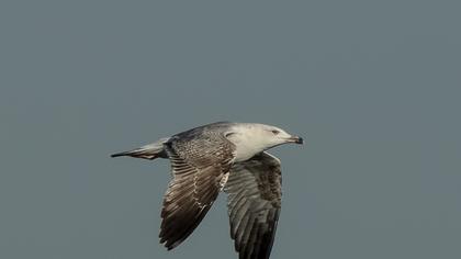 Küçük gümüş martı