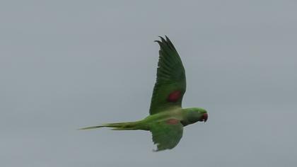İskender papağanı
