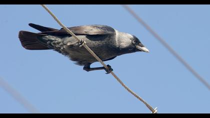 Western Jackdaw
