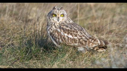 Short-eared Owl