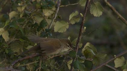 Cetti`s Warbler