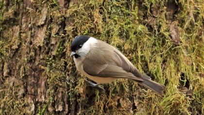 Kayın baştankarası