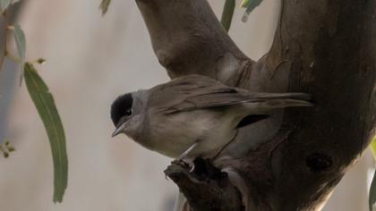 Karabaşlı ötleğen