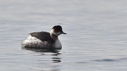 Karaboyunlu batağan