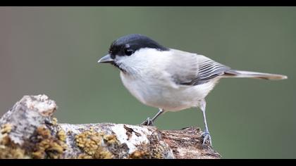 Marsh Tit