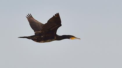 Great Cormorant
