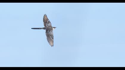 Great Spotted Cuckoo