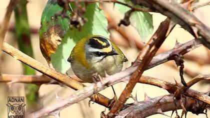 Sürmeli çalıkuşu