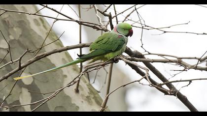 Alexandrine Parakeet