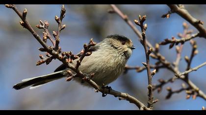 Uzunkuyruklu baştankara