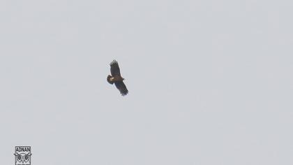 Büyük orman kartalı