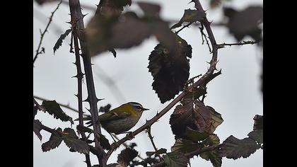 Sürmeli çalıkuşu
