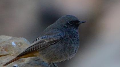 Black Redstart